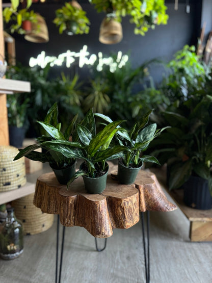 Aglaonema Maria 4”