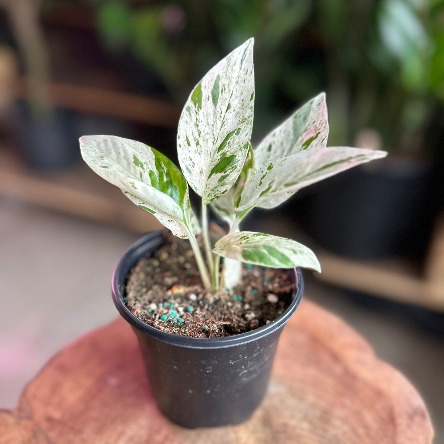 Epipremnum Pinnatum Marble 4"