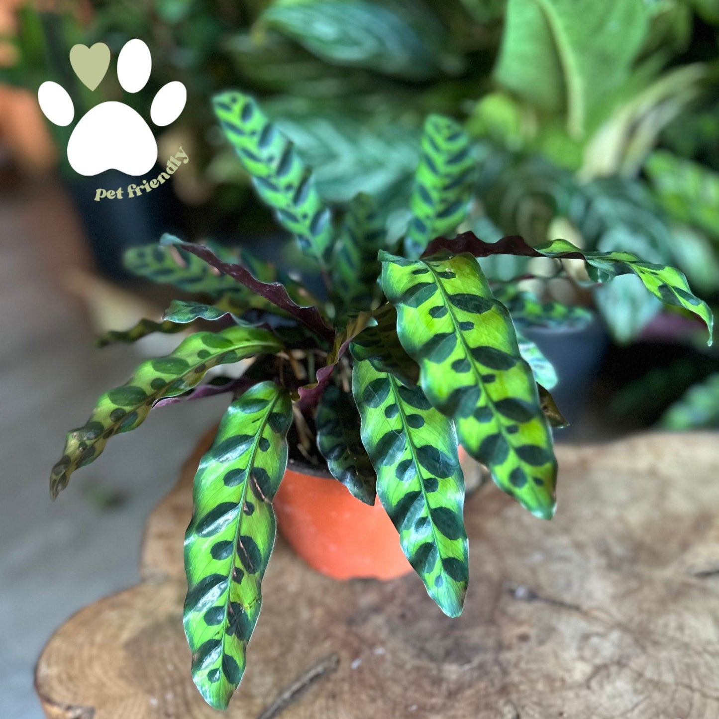 Rattlesnake Calathea 6”