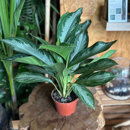 Aglaonema Silver Bay 6”