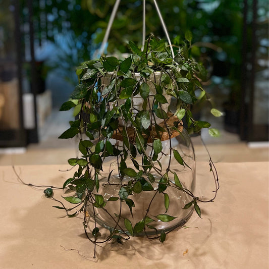 Hoya Krohniana Black 8" HB