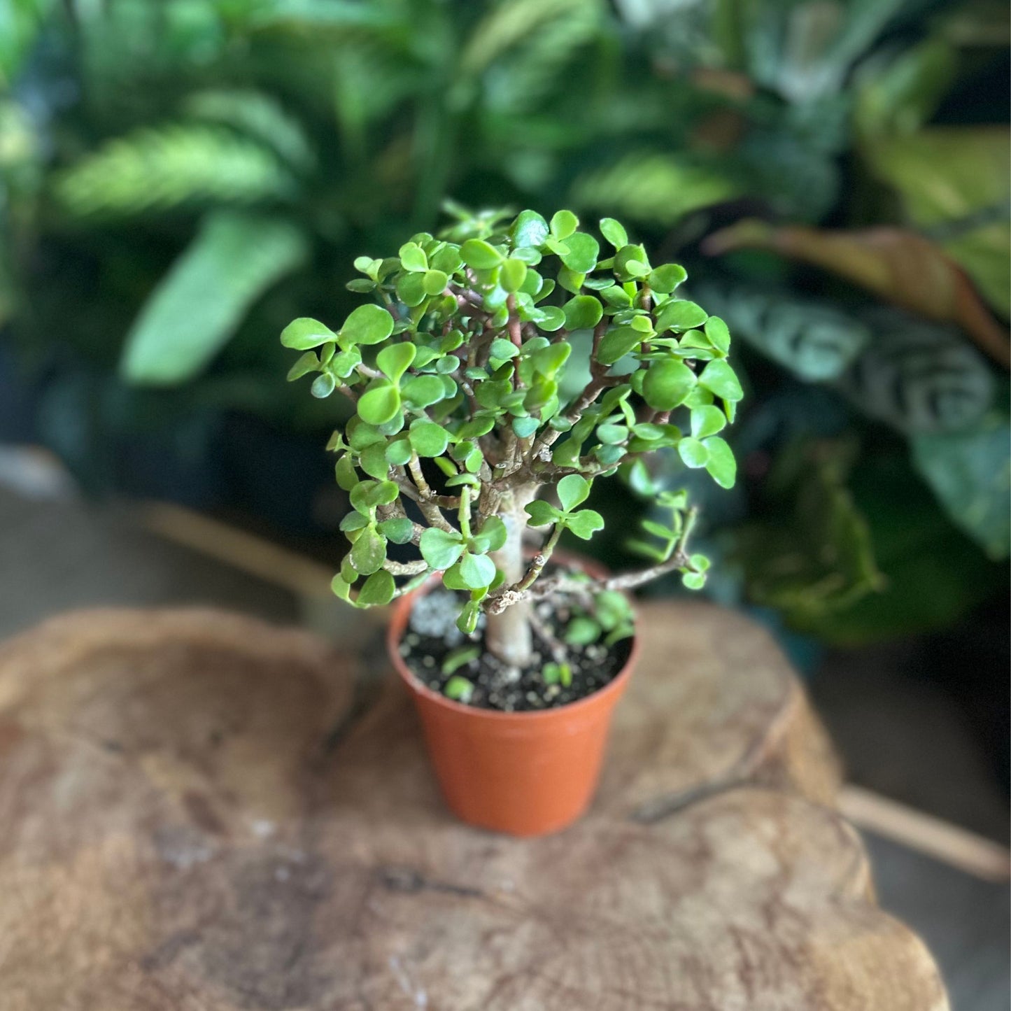 Bonsai Portulacaria Mini Jade 4”