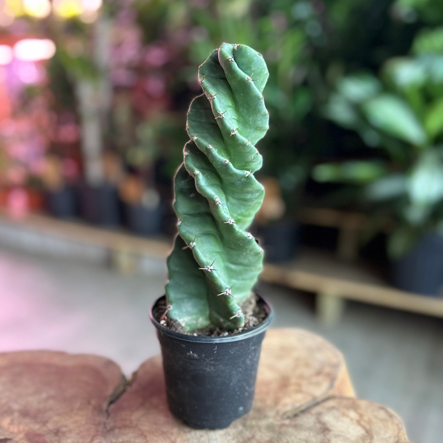 Spiralis Cactus 4"