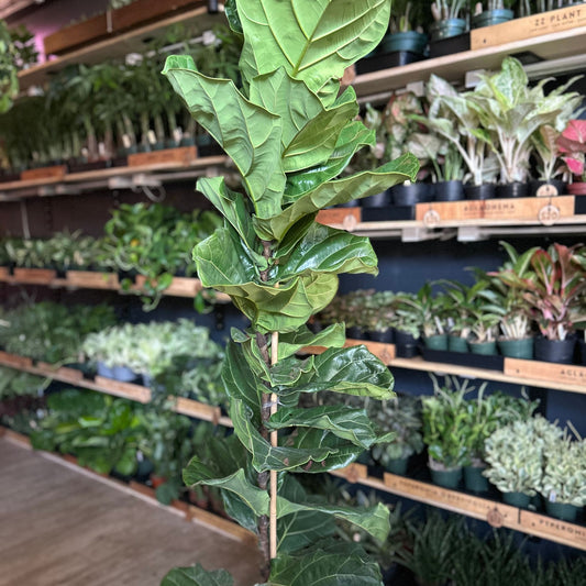 Ficus Lyrata (Fiddle Leaf Fig) 12"