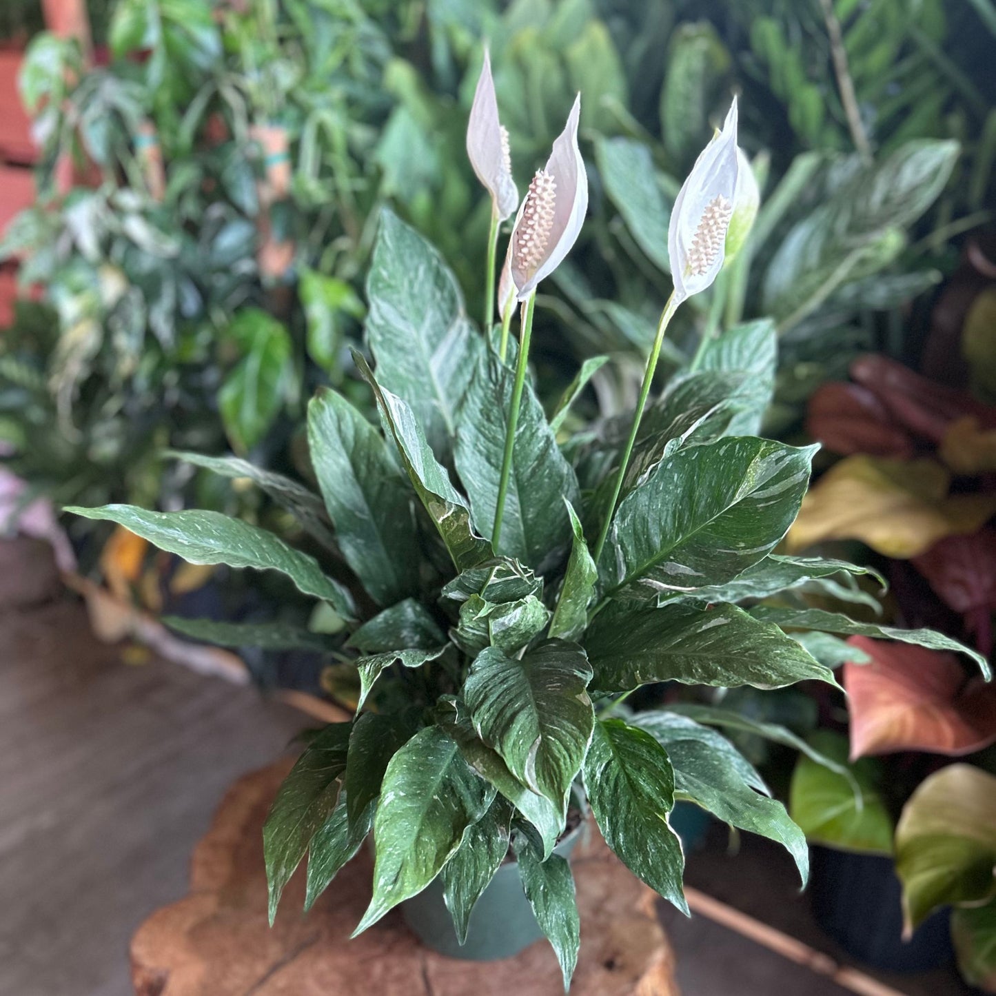 Domino Peace Lily 8”