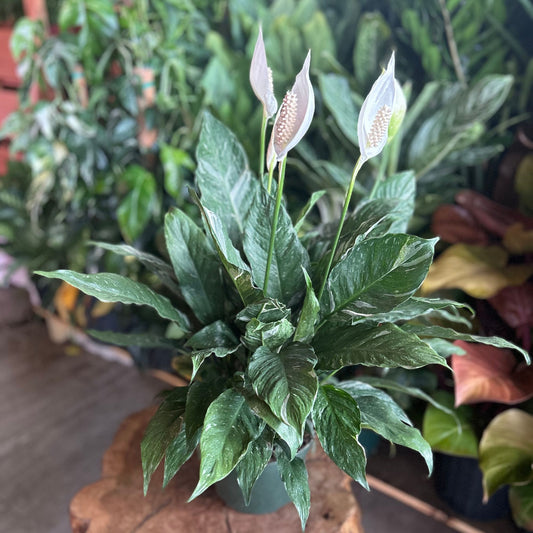 Domino Peace Lily 8”