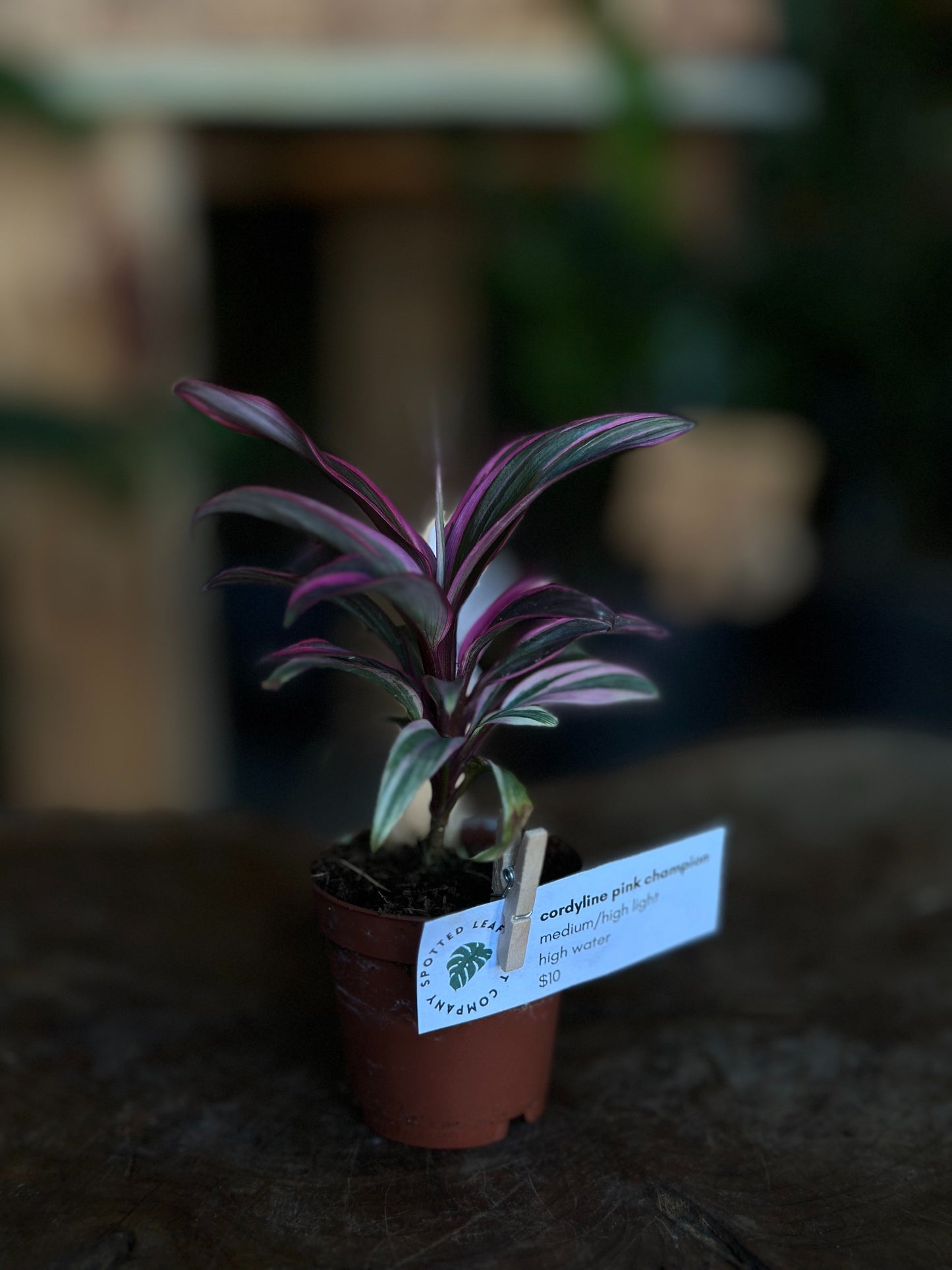 Cordyline Pink Champion 2"