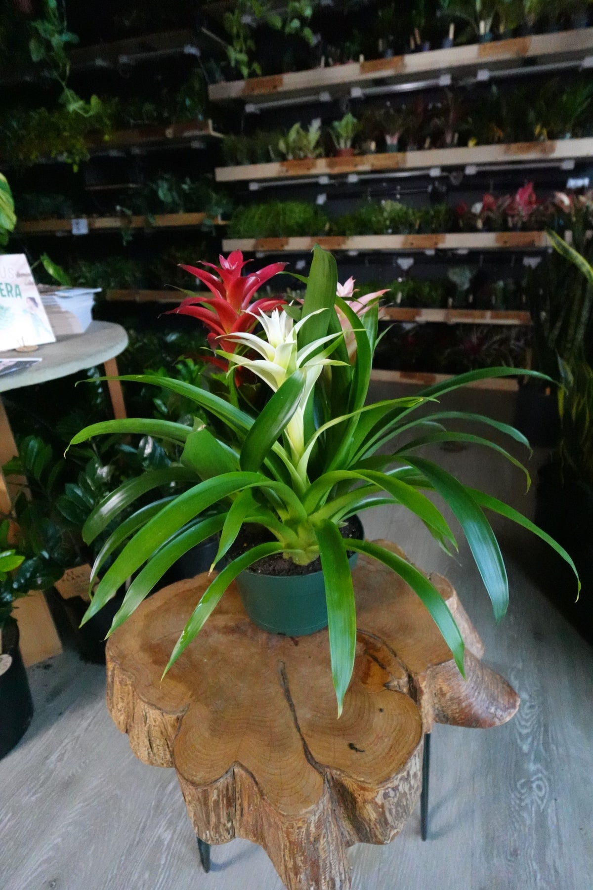 Bromeliad Guzmania 8”