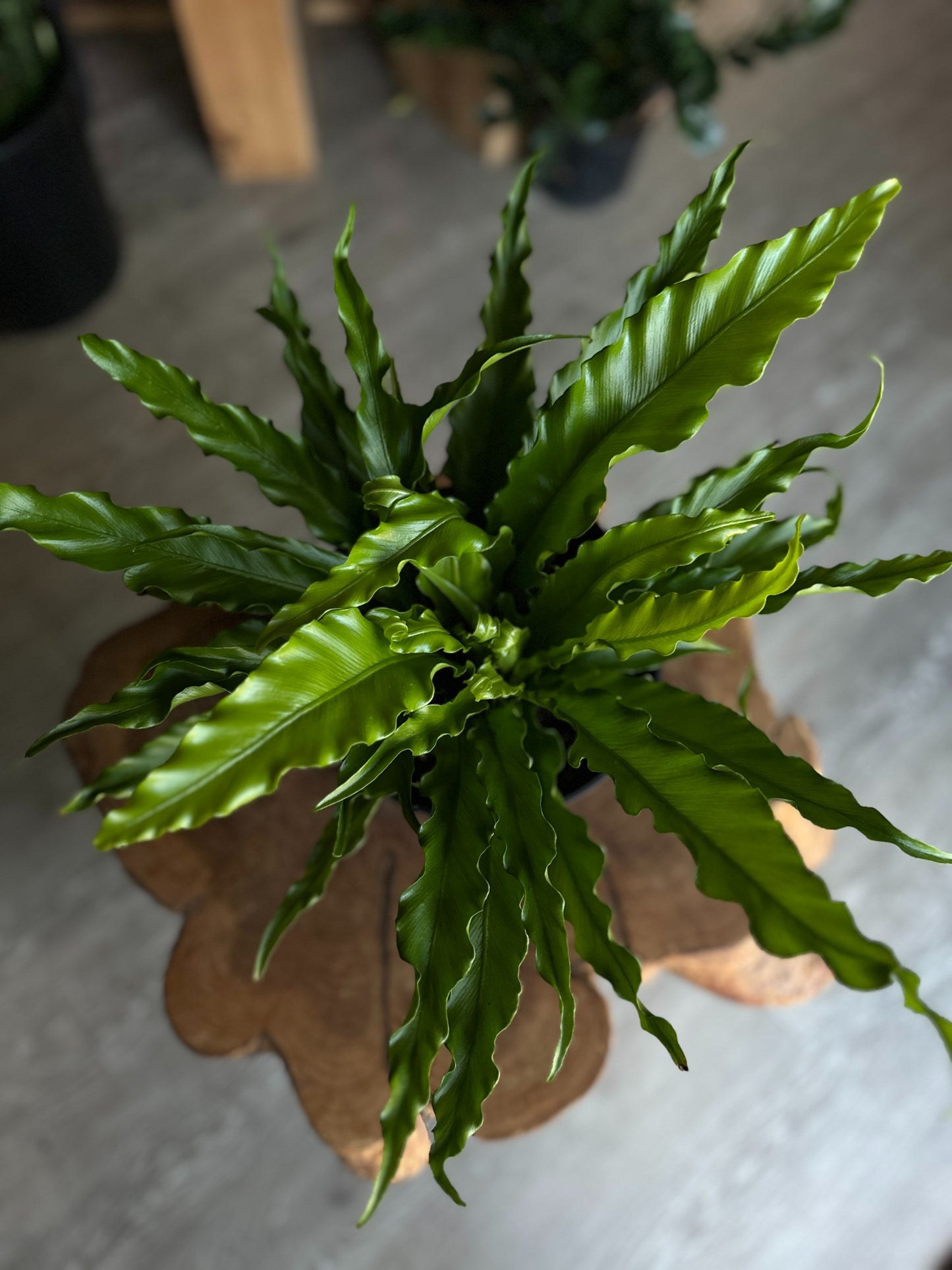 Birdsnest Fern 8"