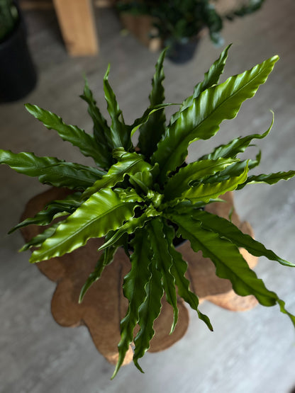 Birdsnest Fern 8"