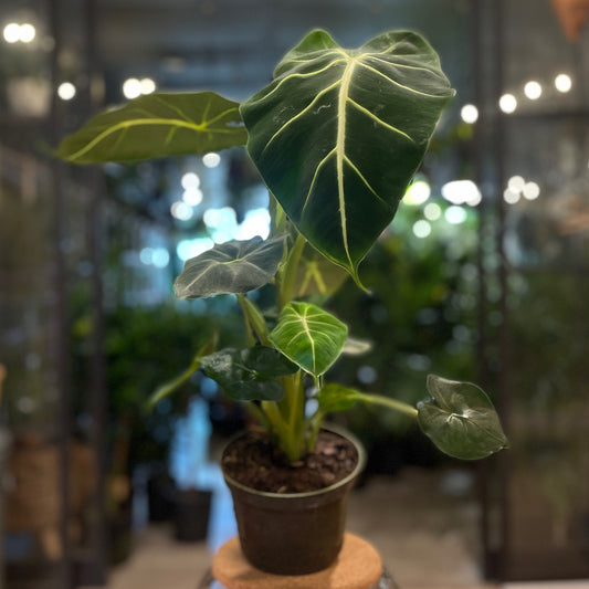 Alocasia Frydek 4”