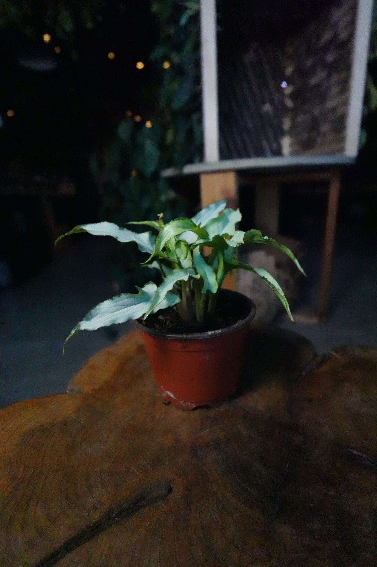 Syngonium Silver Fox 4"