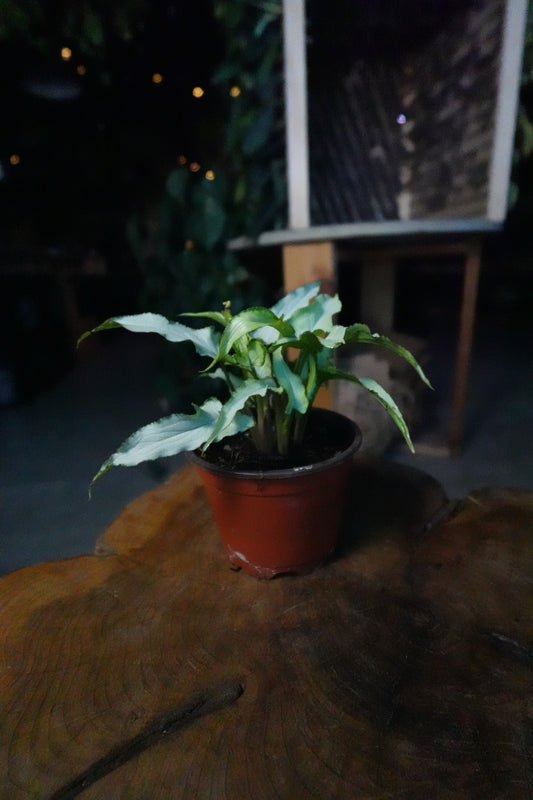 Syngonium Silver Fox 4"