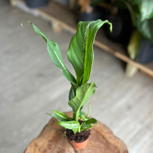 Dieffenbachia Cougar 2"