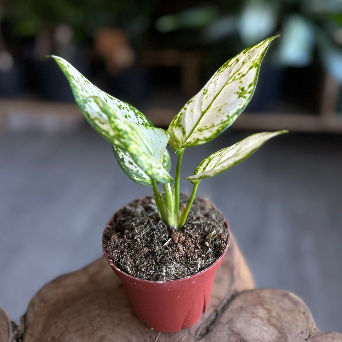 Aglaonema Super White 4”
