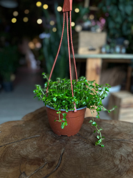 Pilea Baby Tears 6" HB
