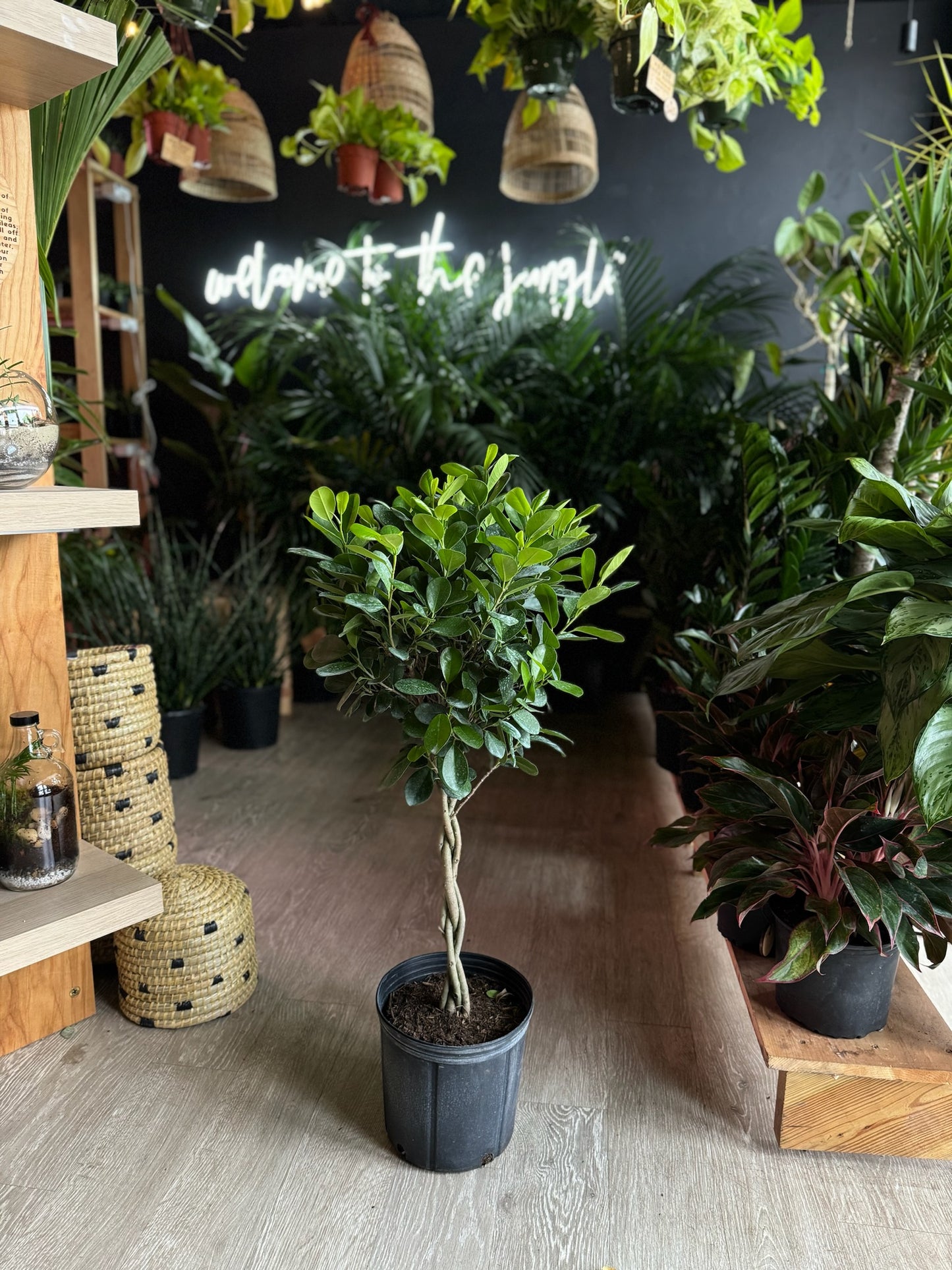 Braided Ficus Moclame 10”