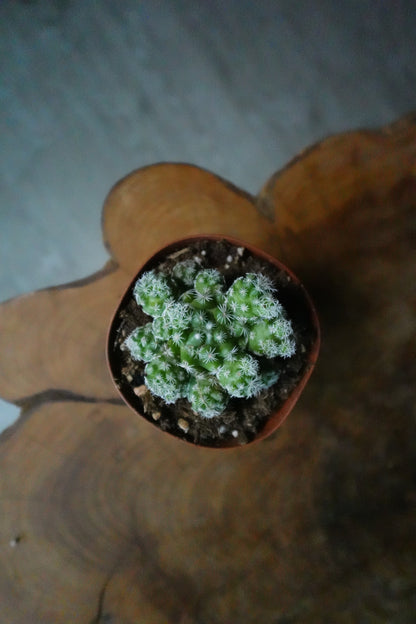 Mammillaria Herrerae 3"