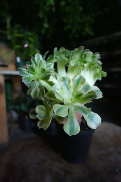 Aeonium Crested 4"