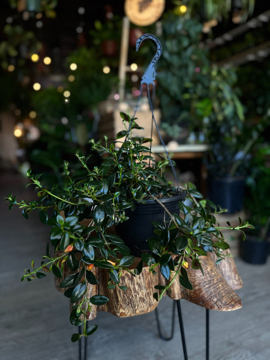 Goldfish Plant 8” HB