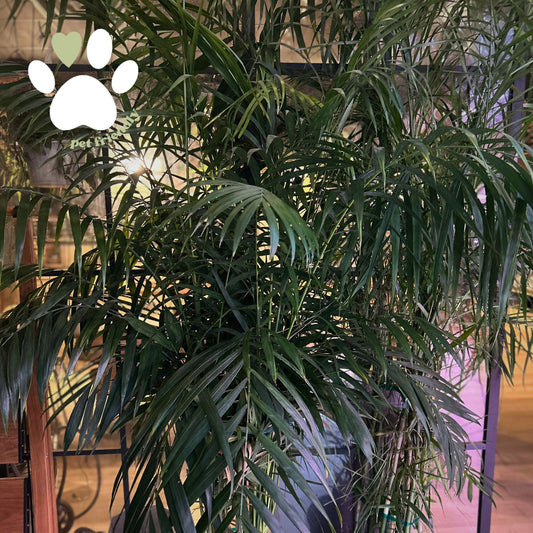 Bamboo Palm 14"