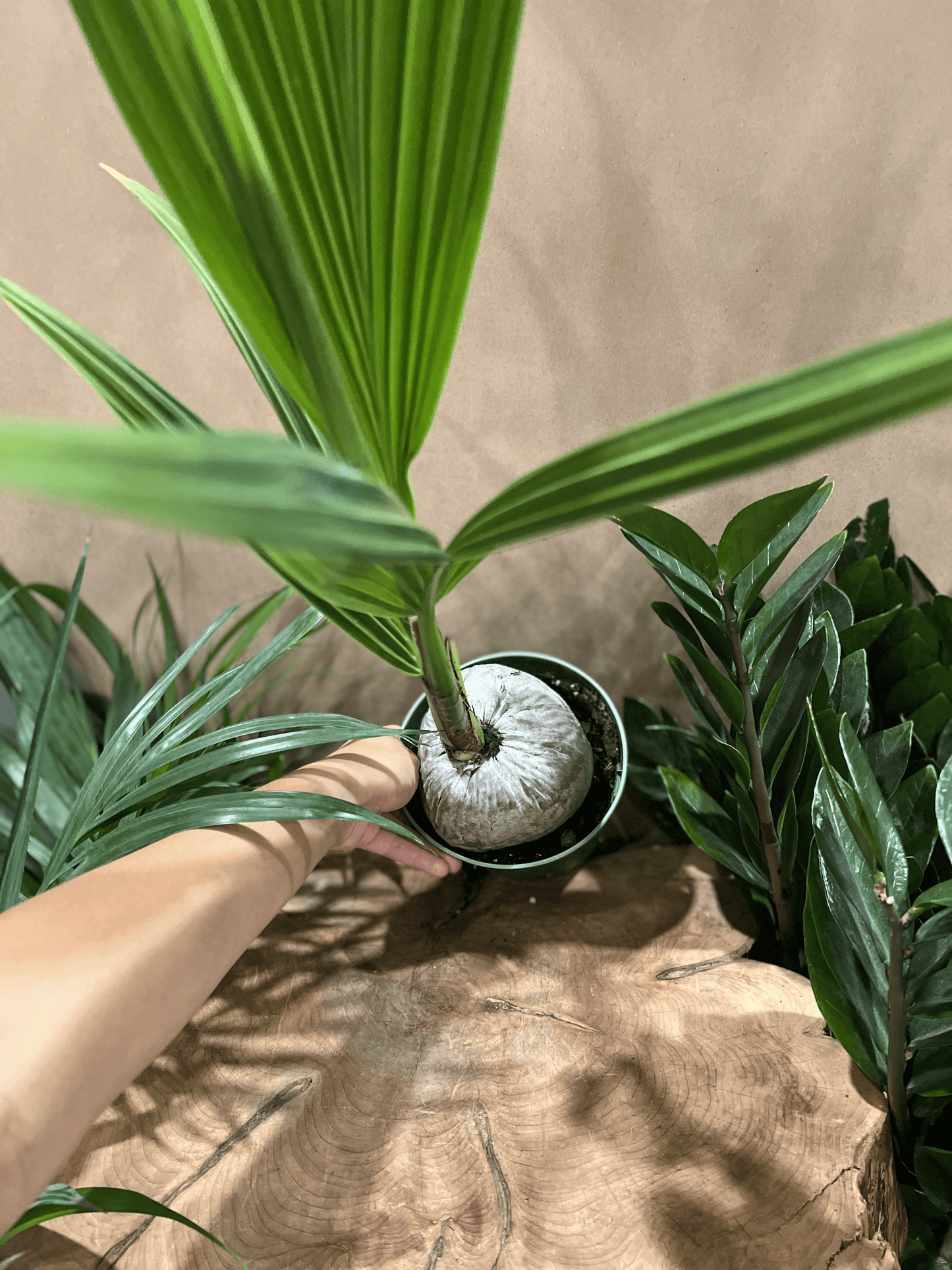 Coconut Palm 6"