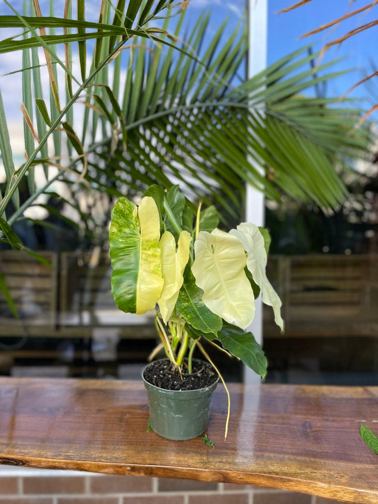 Philodendron Burle Marx Variegated 6”