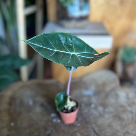 Alocasia Pink Dragon 2"