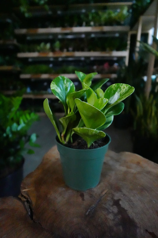 Peperomia Obtusifolia Marble 4"