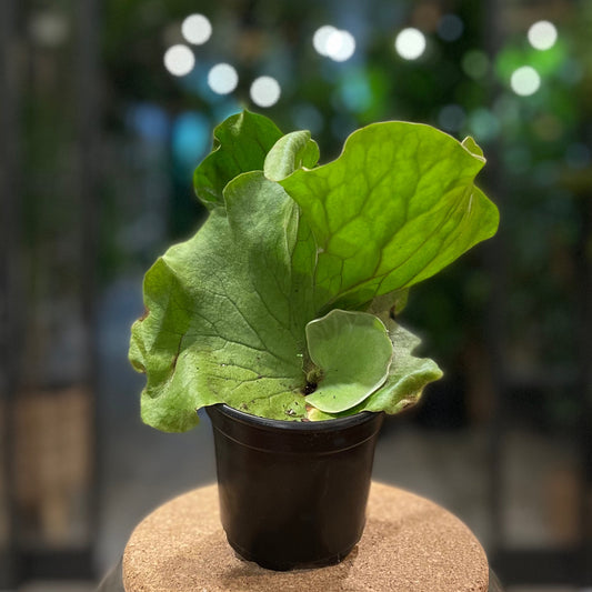Staghorn Elephant Fern 4"