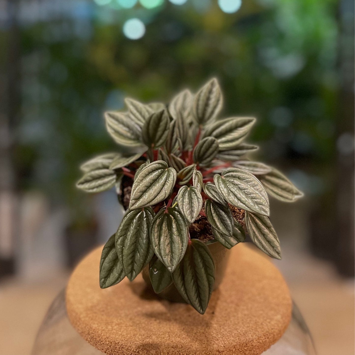 Peperomia Pearl 4”
