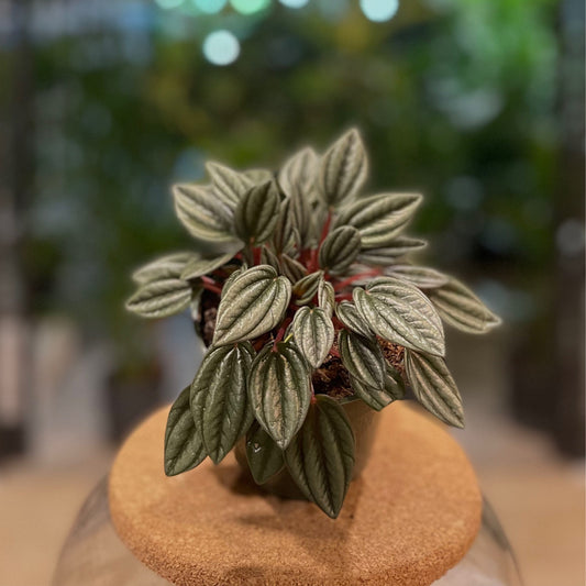 Peperomia Pearl 4”