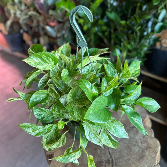 Marble Queen Pothos 8" HB