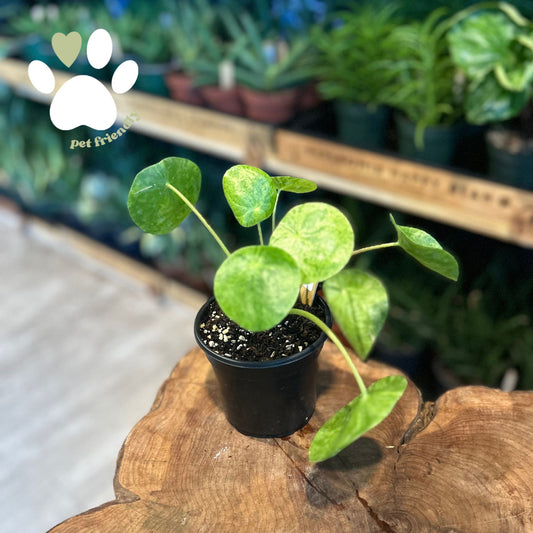 Pilea Mojito 4"