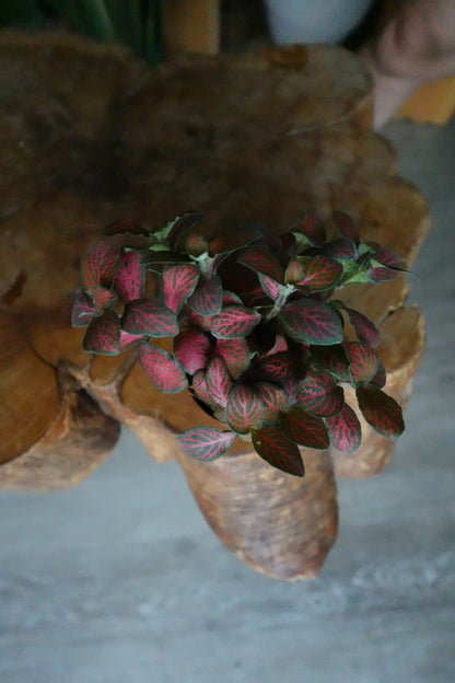 Fittonia Mosaic Red Tiger 2"
