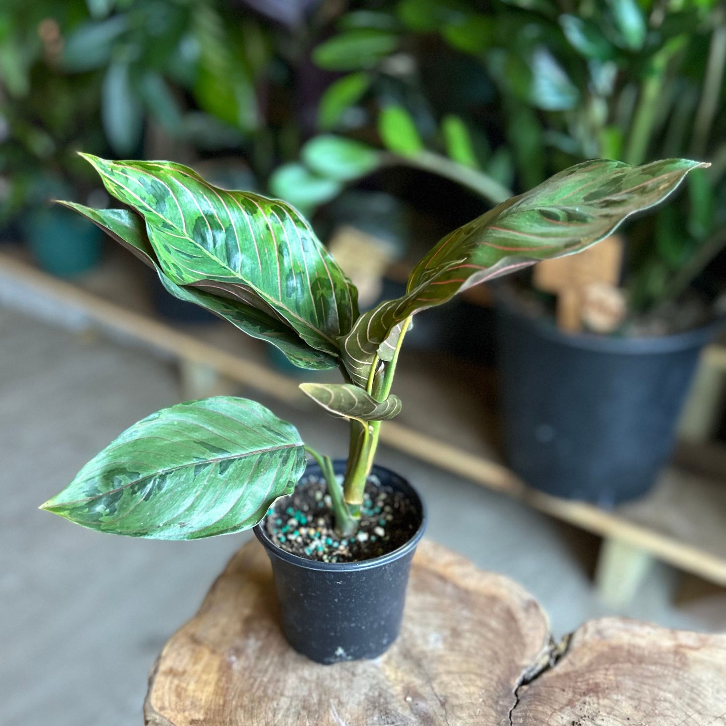 Aglaonema Red Army 4"