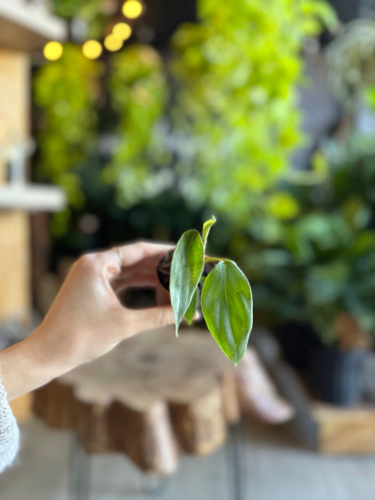 Philodendron Columbia 2”