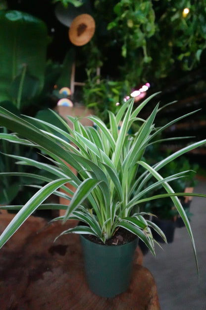 Spider Plant 4”