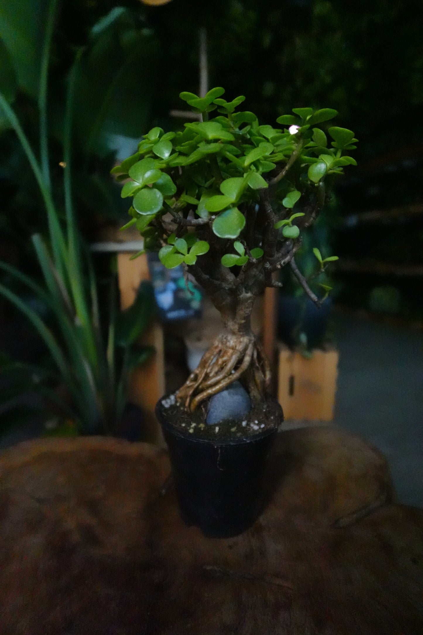 Portulacaria Afra Root Over Rock Bonsai 4"