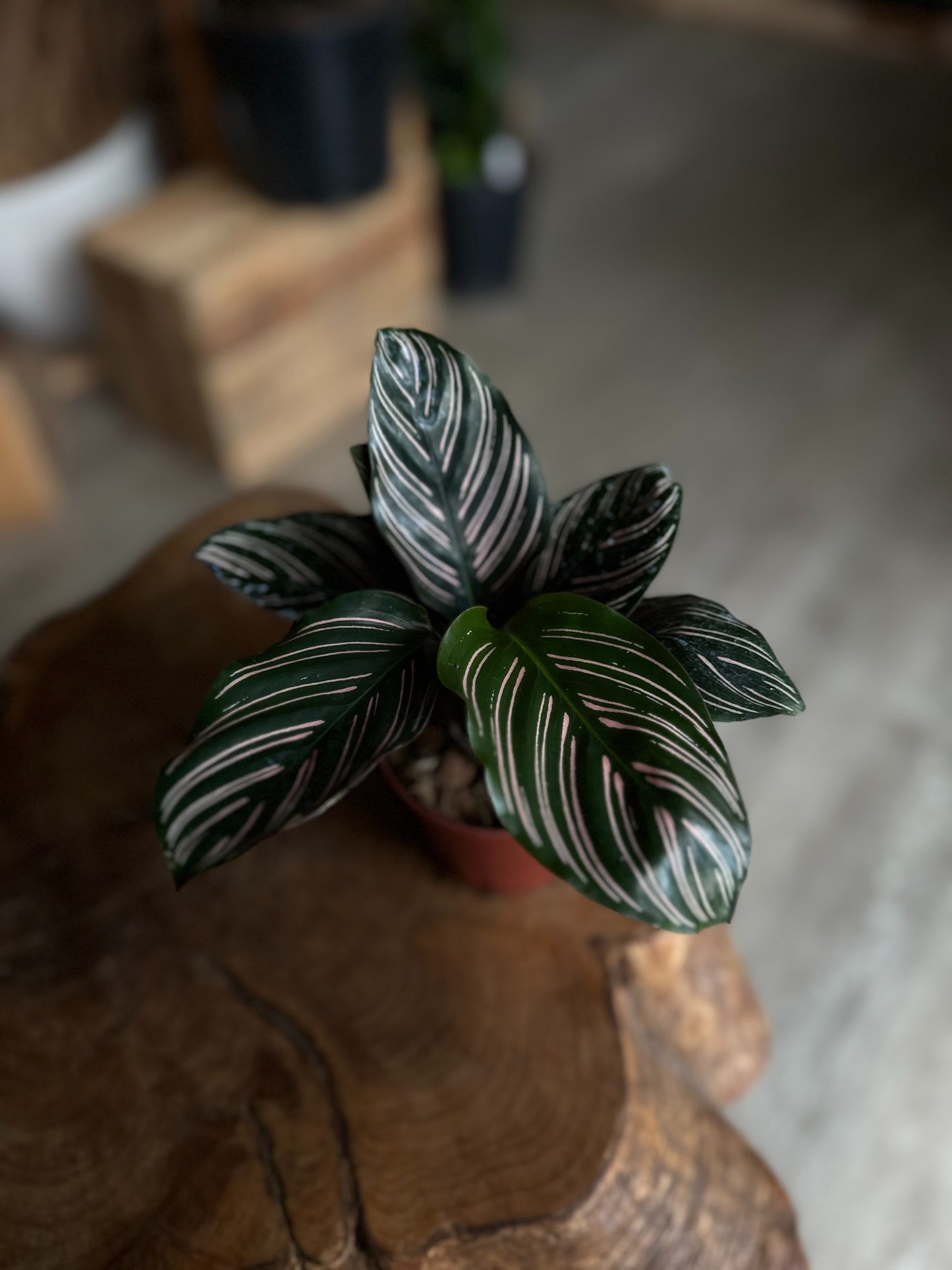 Calathea Ornata (Pinstripe) 4"