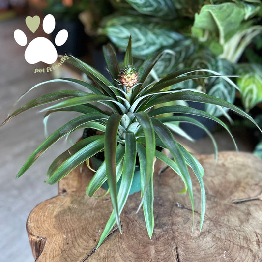 Ananas Amaury Pineapple 6"