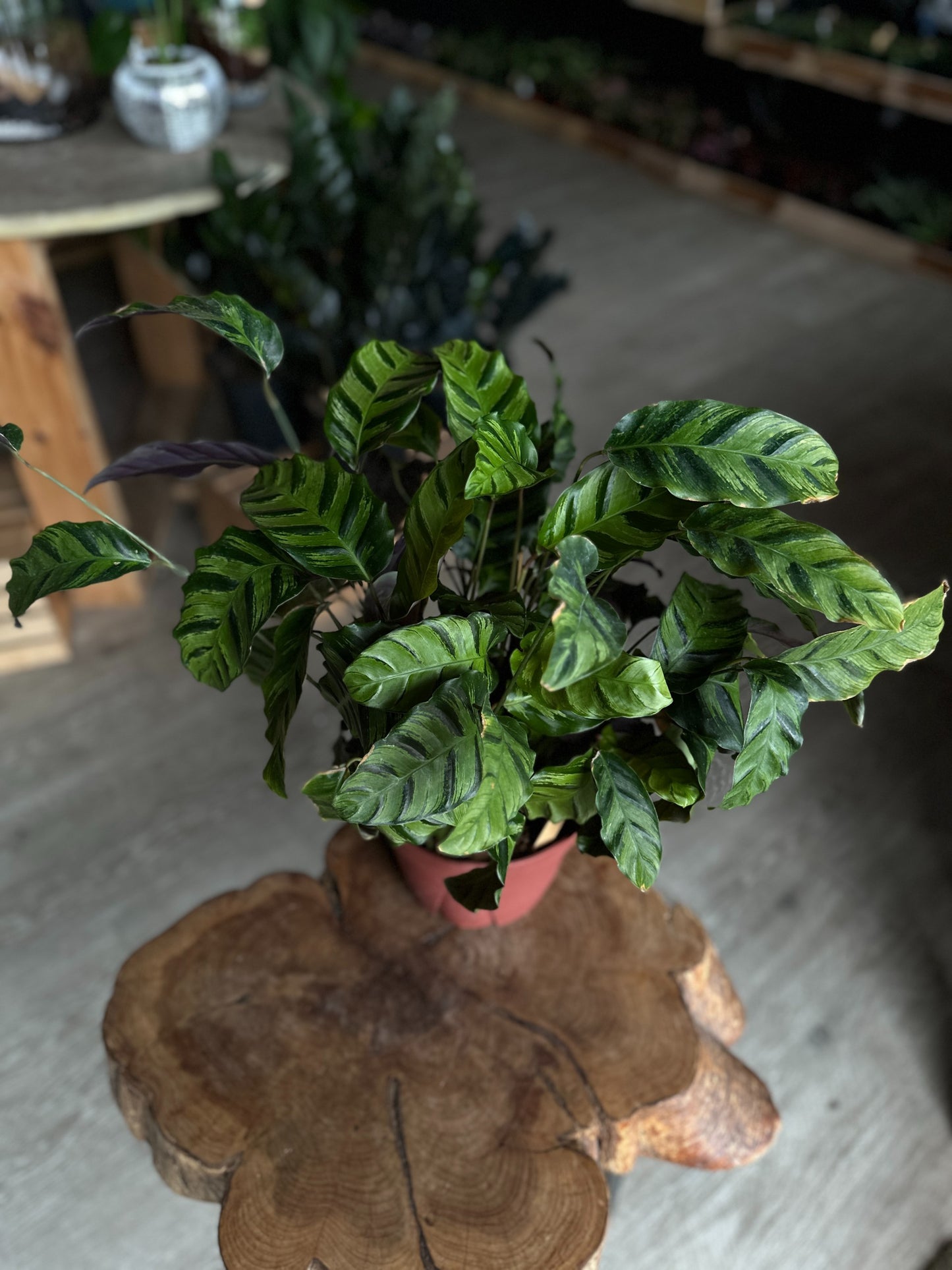 Calathea Green Star 8"