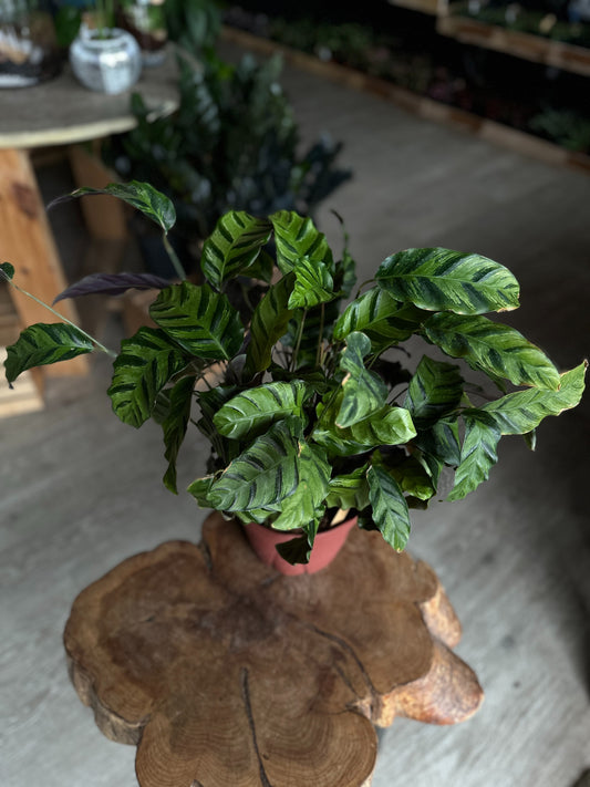 Calathea Green Star 8"