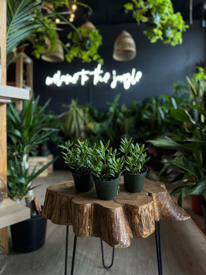 Peperomia Mojo 4”