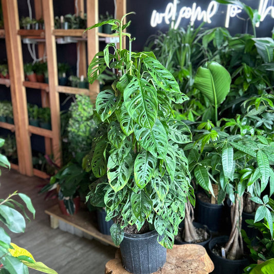 Monstera Adansonii (Swiss Cheese)  10”