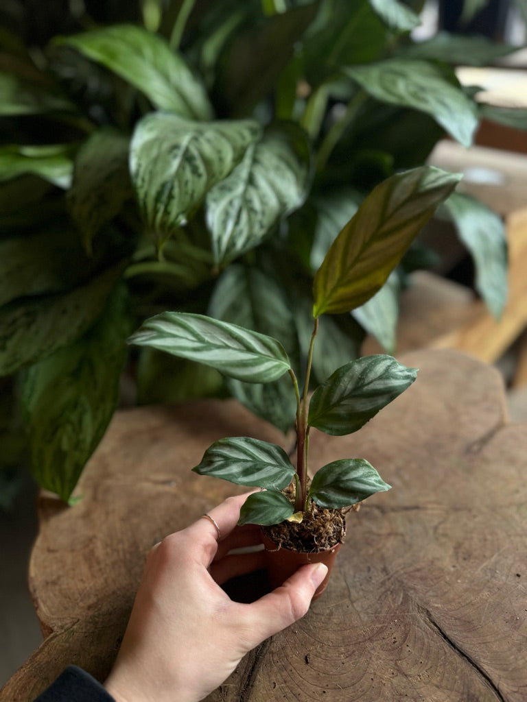 Calathea Silver Star 2”