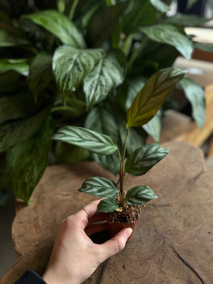 Calathea Silver Star 2”