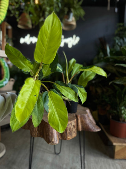 Philodendron Thai Sunrise 4"