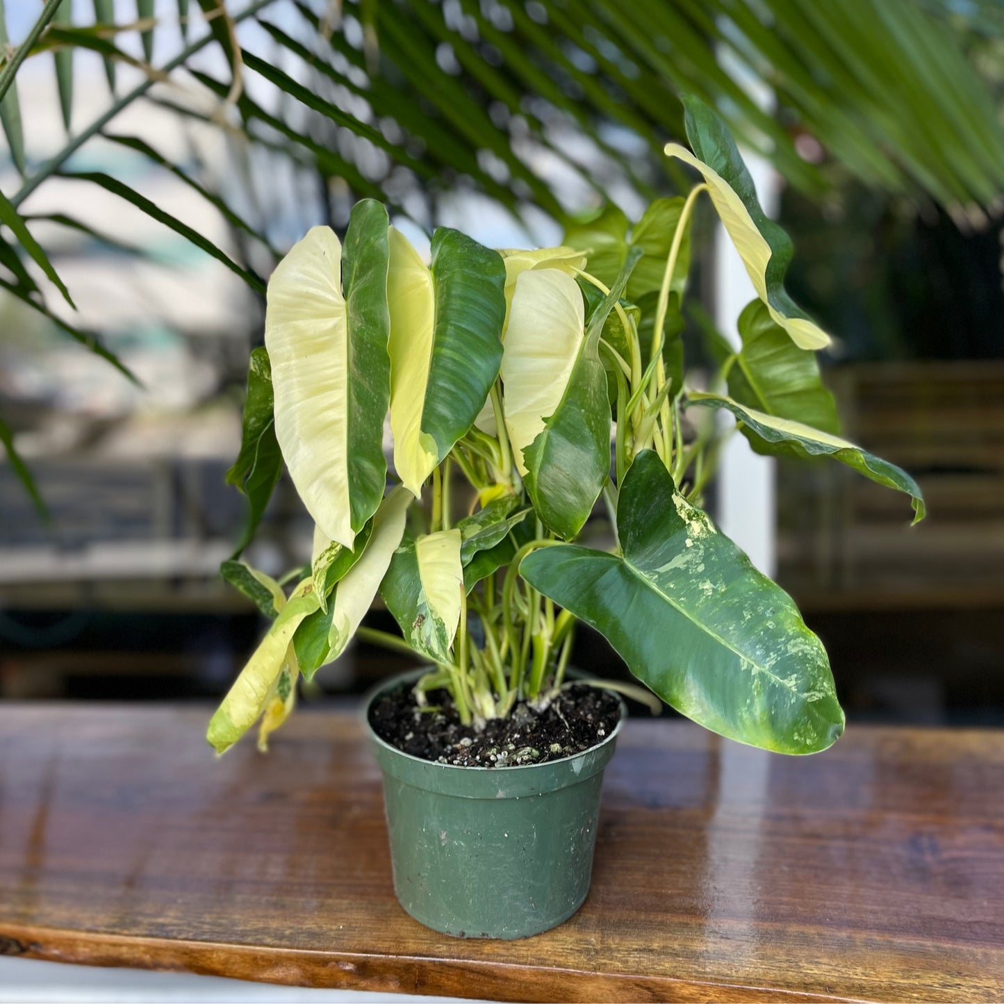 Philodendron Burle Marx Variegated 6”