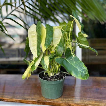 Philodendron Burle Marx Variegated 6”